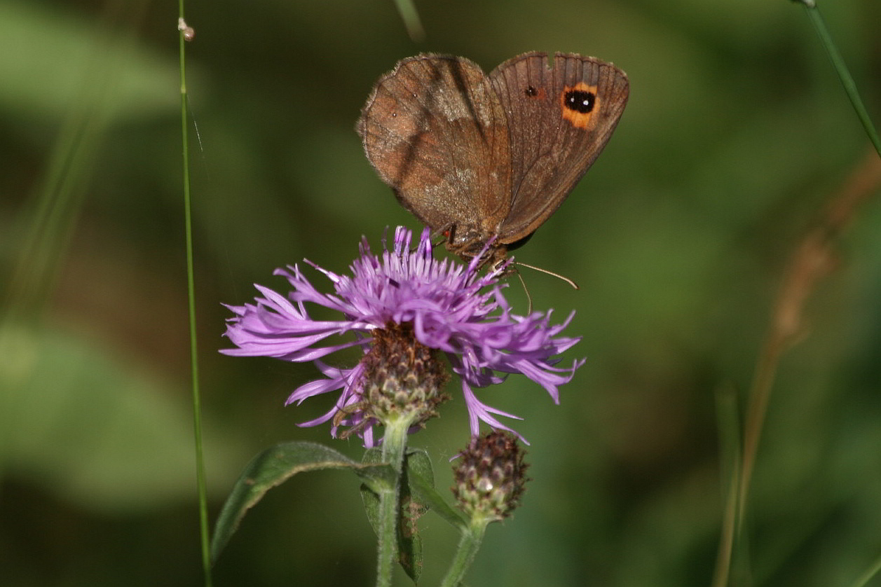 Erebia aethiops?